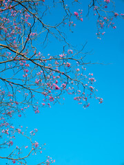 Beautiful pink tabebuia rosea trumpet tree flowers blooming on bare branches against vibrant clear blue sky background