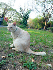 Cute orange and white tabby cat scratching itching neck with hind leg outdoors in park natural behavior