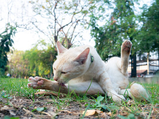 Cute orange and white tabby cat scratching itching neck with hind leg outdoors in park natural behavior