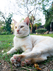 Portrait of beautiful cream colored cat with striking yellow green eyes wearing collar sitting outdoors in park