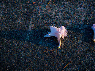 Scattered pink purple flower petals and dried leaves fallen on dark wet pavement creating natural abstract pattern