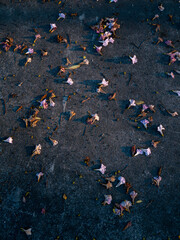 Scattered pink purple flower petals and dried leaves fallen on dark wet pavement creating natural abstract pattern