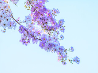 Dreamy overexposed soft focus image of delicate light purple pink flowers Lagerstroemia speciosa creating ethereal romantic pastel background