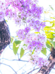 Dreamy overexposed soft focus image of delicate light purple pink flowers Lagerstroemia speciosa creating ethereal romantic pastel background