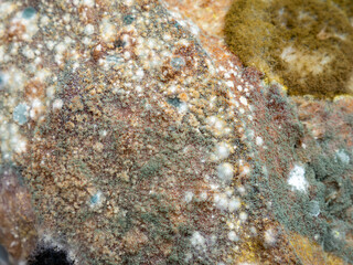 Extreme closeup macro of colorful mold fungus growing on moldy bread surface showing green white brown spore colonies