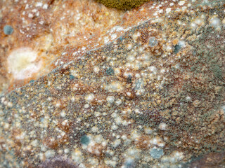 Extreme closeup macro of colorful mold fungus growing on moldy bread surface showing green white brown spore colonies