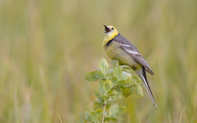 Naklejka premium Citrine Wagtail - male bird at a wetland in spring