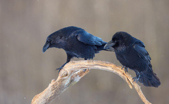 Common Raven - in winter at a wetland