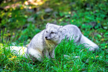 Fototapeta premium arctic foxes in the grass
