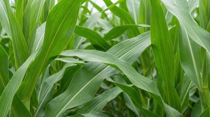 Fototapeta premium A close-up view of lush green corn leaves swaying gently in the field on a sunny day