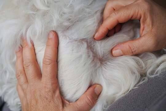 Pet Owner Examining White Dog Coat for Parasites and Skin Issues During Health Check