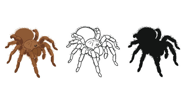 Three tarantulas are shown in different styles: colored, outline, and silhouette.