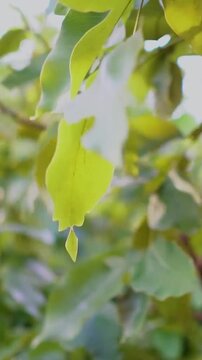 close up of ficus tree lefs moving by strong wind.