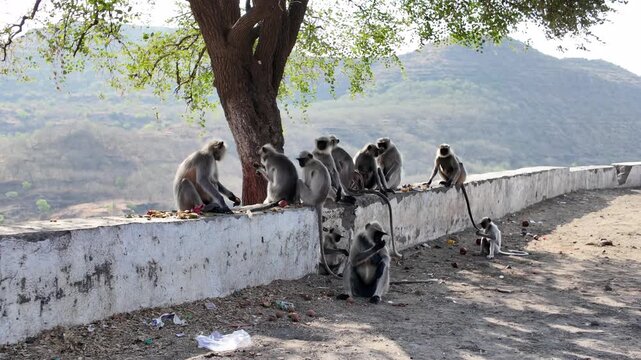 Monkeys are sitting on the wall in Daulatabad, India 4k