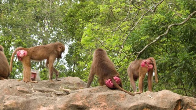 Hamadryas Baboons Walking and Interacting on a Rocky Ledge