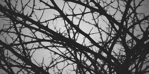 Fototapeta premium Thorny Branches Grunge Background