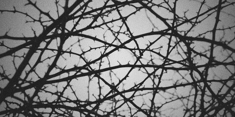 Fototapeta premium Thorny Branches Grunge Background
