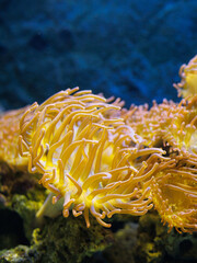 Yellow sea anemone Anemonia viridis underwater on rocky seabed in aquarium or ocean environment. Concept of marine life, underwater background, nature texture, science, copy space.
