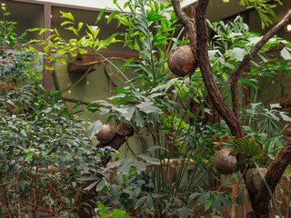 Indoor tropical plants and trees inside a greenhouse or botanical garden. Concept of nature background, interior design, eco decoration, banner, wallpaper.