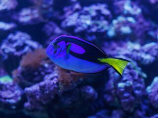 Blue tang surgeonfish Paracanthurus hepatus swimming over coral reef underwater in aquarium. Concept of marine ecosystem, tropical wildlife, underwater background, copy space for banner or wallpaper.