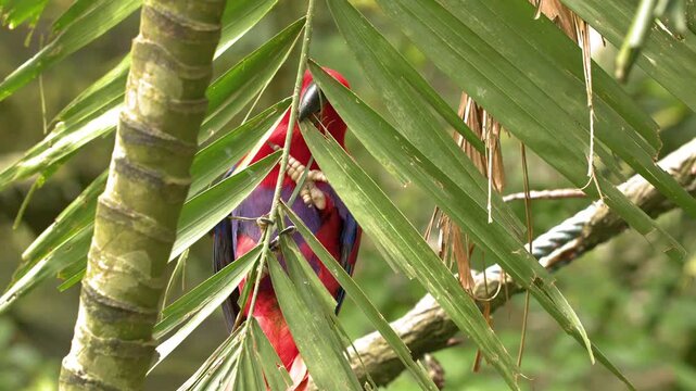 Female Eclectus Parrot with Red and Purple Plumage Perching on Palm Leaf