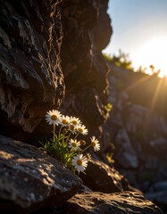 Daisies Blooming in Rocky Crevice at Sunset
