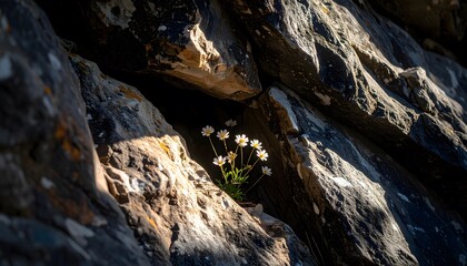 Delicate Daisies in a Rocky Crevice