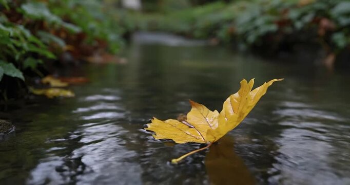 A vibrant yellow autumn leaf, detailed with intricate veins, gently floats and slowly drifts downstream on the clear, shimmering surface of a tranquil stream. The calm water reflects soft light, while