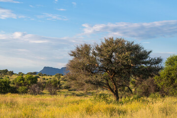 Obraz premium Paysage du centre de la Namibie