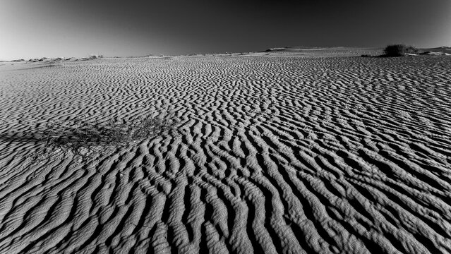 Paesaggi in bianco e nero. viste del deserto con dune e vegetazione tipica nella provincia di Tezeur, Tunisia. Nord Africa
