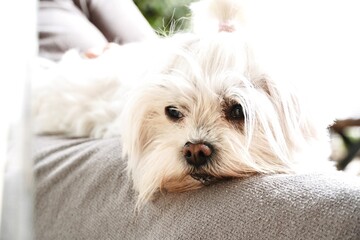 Cute White Long-Haired Dog Lying on Person's Lap Looking at Camera Indoors