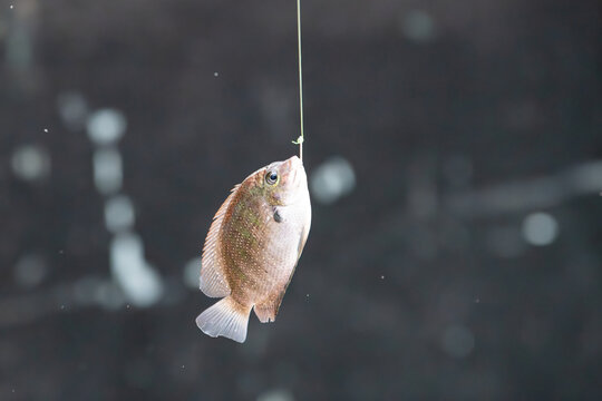 Fisherman caught pearl spot fish, Karimeen Pollichathu, traditional fishing hood at the backwaters of Alleppey, India