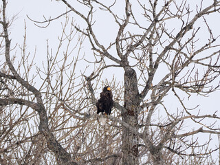 木の上にとまるオオワシ