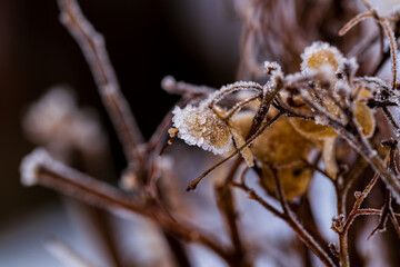 冬の朝に霜が降りて凍りついた枯れた紫陽花 / Frozen withered hydrangea with hoarfrost crystals in winter morning
