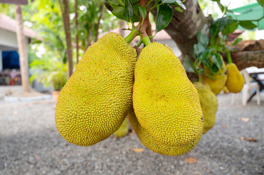 Green ripe jackfruit or nangka growing on a tree, tropical fruit in India, food plantation and harvesting, gardening in Kochi