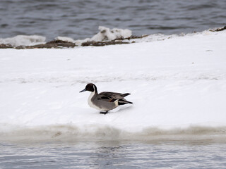 雪の上で休むオナガガモ
