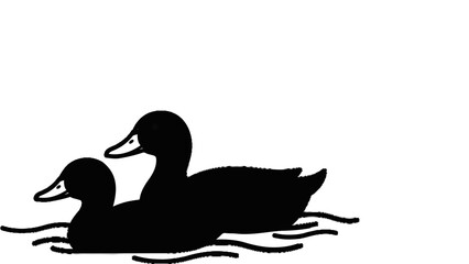 Obraz premium Two black ducks swim together on the water