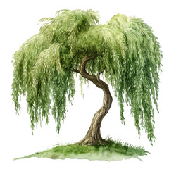 Willow Tree, detailed watercolor clipart vector, isolated on a pure white background. © deltrion