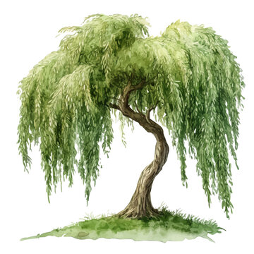Willow Tree, detailed watercolor clipart vector, isolated on a pure white background.
