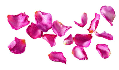 Pink rose petals scattered on a png transparent