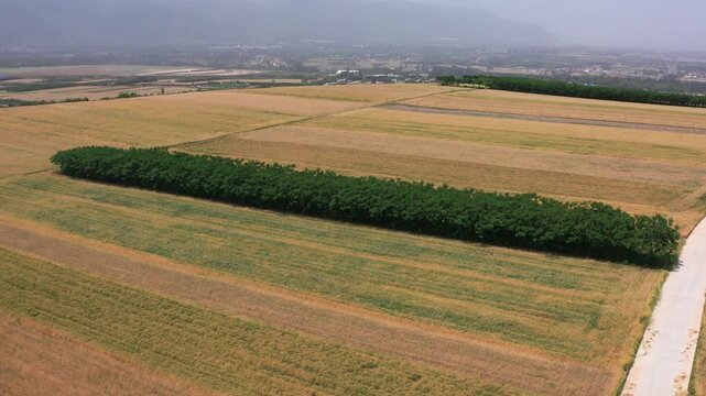 Aerial Agricultural Landscape with Windbreak Trees and Villages