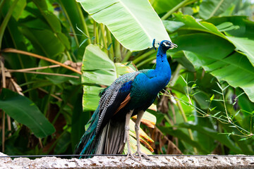 Naklejka premium Blue peacock or peafowl bird in a tropical garden in South India, male with eye spotted colorful tail feathers