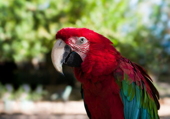 Obraz premium Scarlet macaw or red macaw outdoors