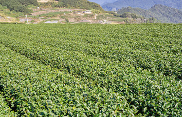 Terraced Tea Plantation on a Green Mountain Hillside