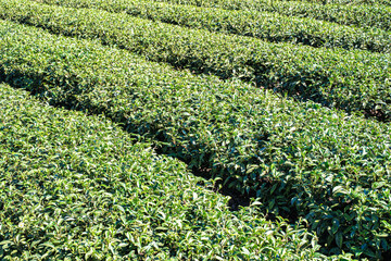 Terraced Tea Plantation on a Green Mountain Hillside