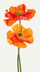 Fototapeta premium Oriental Poppy Isolated on White Background, Papaver Species Vibrant Soft Petaled Flower Concept