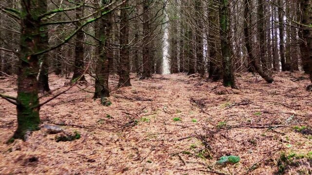  pine forest with brown pines on the ground bare trees