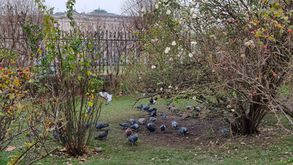 Obraz premium flock of pigeons eating seeds in the city park in Vienna