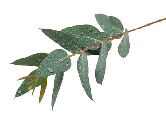 Eucalyptus branch with water droplets detailed botanical illustration on transparent background
