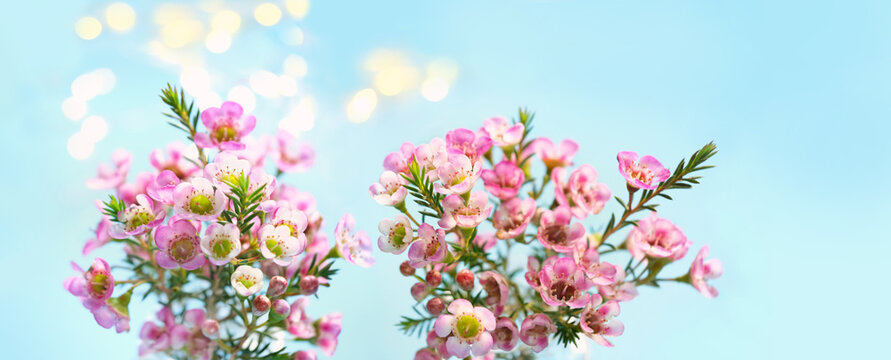 bright pink flowers of chamelaucium on abstract blue background close up. Geraldton waxflower (Chamelaucium uncinatum) australian native wildflower, use in wedding decor. springtime, botany concept.